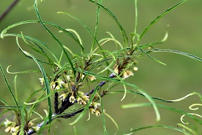 Rhamnus frangula 'Asplenifolia' - řešetlák - listy a květenství